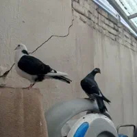 کفتر|پرنده|مشهد, کوشش|دیوار