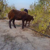 دوتا بره افشاری خوردخوراک به شرط قیمت جفت ۱۱۵۰۰|حیوانات مزرعه|گنبد کاووس, |دیوار