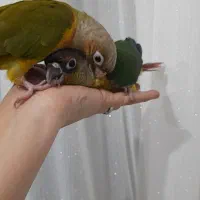 گرینچیک نر  سخنگو معاوضه با گرینچیک ماده