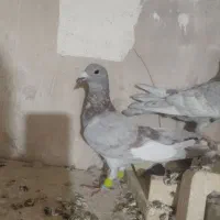 کبوتر صید|پرنده|تربت‌حیدریه, مسجد جامع|دیوار