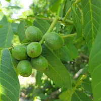 گردو با پوست سبز