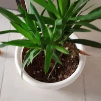 گل با گلدان|گل و گیاه طبیعی|پردیس, فاز ۸|دیوار