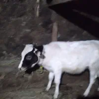 ۲عددگاو باگوساله هاش آبستن ۶ماهه|حیوانات مزرعه|عنبران, |دیوار