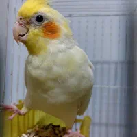 ماده مولد عروس هلندی