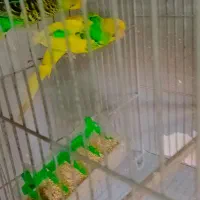 مرغ عشق با جوجه|پرنده|رشت, پستک|دیوار