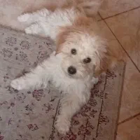 سگ‌ شیتزو پودل