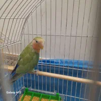 جوجه۱ماهه طوطی برزیلی با سه ماهه.عروس ۱ماهه و۳ماهه|پرنده|اسلام‌شهر, مطهری|دیوار