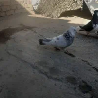 پشت هفترنگ قوچانی سینه ابی|پرنده|بجنورد, |دیوار