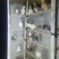 کفتر و کبوتر زمینی و پرشی|پرنده|اسلام‌شهر, شهرک مفیدی|دیوار