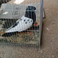 سینه سیاه نر|پرنده|چناران, |دیوار