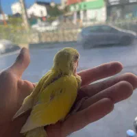 طوطی برزیلی