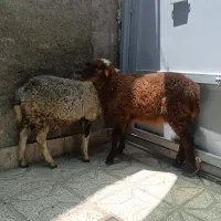 2راس بره نروماده رومانف جمعی
