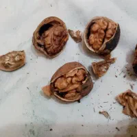 گردو