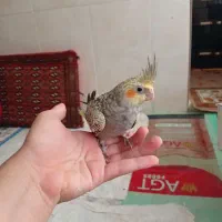 جوجه عروس هلندی زیر قیمت