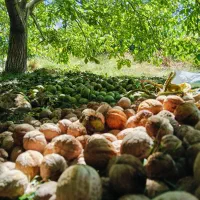 گردوی درجه یک|خوردنی و آشامیدنی|خاوه, |دیوار