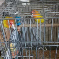 طوطی برزیلی کوتوله