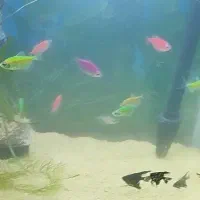 سلام 13تا ماهی آکواریومی همه جفت