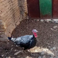 بوقلمون زنده|حیوانات مزرعه|کوهدشت, |دیوار