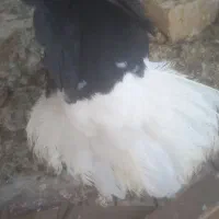 کبوتر غریب گیری پرشی درجه یک قیمت مناسب
