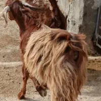 کهره ماده|حیوانات مزرعه|بهبهان, |دیوار