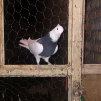 کبوتر|پرنده|لردگان, |دیوار