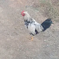 خروس جوان