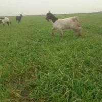 بزغاله|حیوانات مزرعه|آق قلا, |دیوار