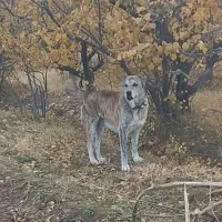 سگ ماده رخ افغان بشرط گله وگرگ|سگ|سبزوار, رباط|دیوار
