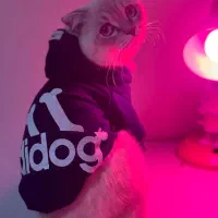 گربه بیریتیش نر