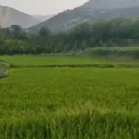 زمین-تجاری-مسکونی-در-کامفیروز