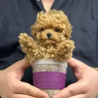 توله توی پودل عروسکی نر و ماده