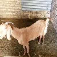 فروش بز
