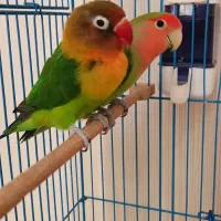 یک جفت طوطی برزیلی