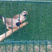 فنچ کرواتی نرگسی زبرا|پرنده|مشکین‌دشت, |دیوار