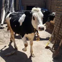 گوساله ماده  اصل سیمینتال