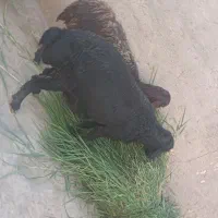 قوچ قر قزل دو دندان