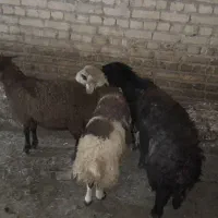 سه عدد بره نر