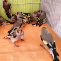 سهره سقا ماده و نر|پرنده|کرمان, |دیوار