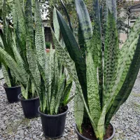 انواع سانسوریا