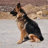 سگ ژرمن شولاین ماده|سگ|بیرجند, |دیوار