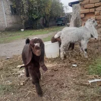 معاوضه با نربره نربز گوساله