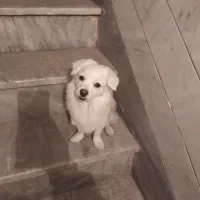 سگ نر اشپیتز پامرین