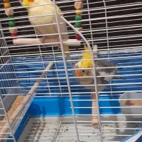 جفت عروس هلندی کارداده