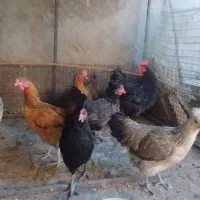 مرغ تخمگزار جوان