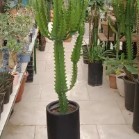 انواع افوربیا|گل و گیاه طبیعی|مشهد, شهرک صنعتی توس|دیوار