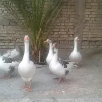 سلام شیش نا غاز به فروش میرسد