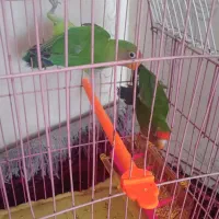 یک جفت طوطی برزیلی|پرنده|فریمان, |دیوار