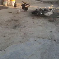 اوردک جفتی 600