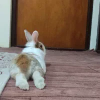 خرگوش نیمه لپ نر|موش و خرگوش|بندر انزلی, متروپل|دیوار