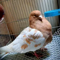 کفتر کله زرد